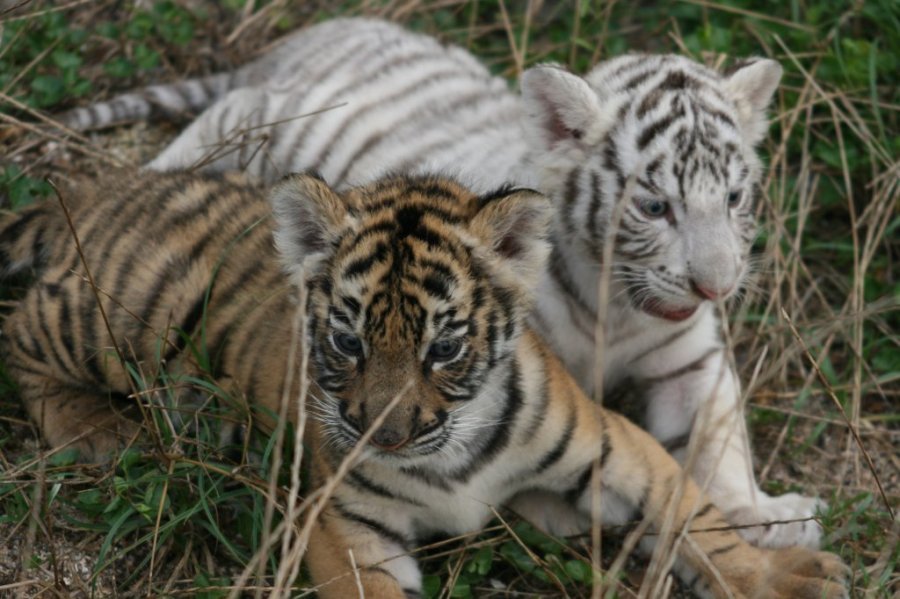 🐅 시로토리 동물원 이미지 4